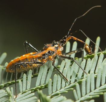 Orange assassin bug in Australia feeding on a beetle